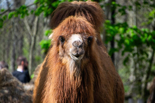 Camel with cool hair